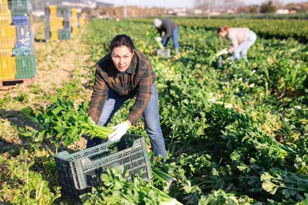 Asian,Woman,With,Team,Of,Farm,Workers,Arranging,Crop,Of